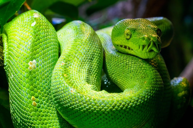 Green tree python Morelia viridis closeup Portrait art