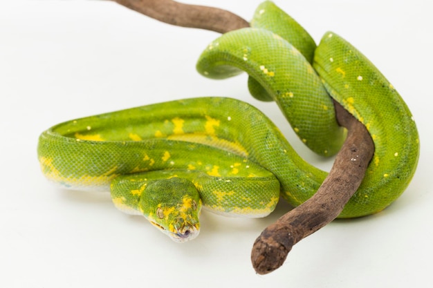 Green Tree Python Morelia viridis snake biak isolated on white background