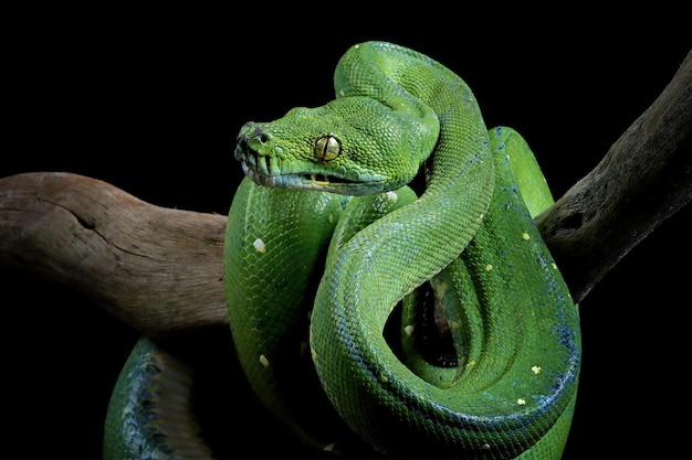 Green tree python snake on branch ready to attack