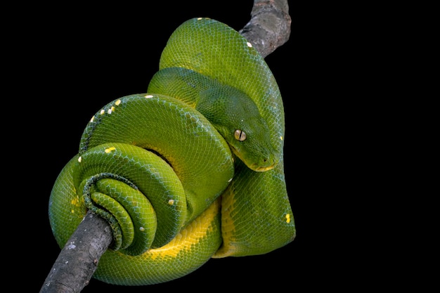 Green tree python snake on branch