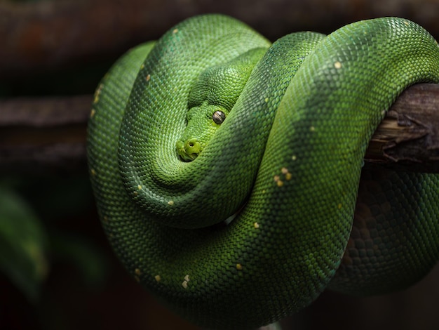 Green tree python