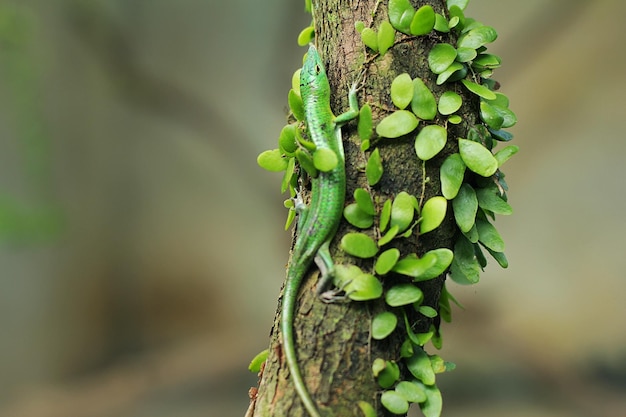 Green tree skink or emerald green skink is becoming more popular in the exotic pet trade