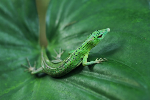 Green tree skink or emerald green skink is becoming more popular in the exotic pet trade