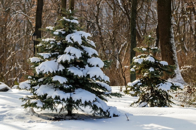 Green tree in the snow in sunny weather