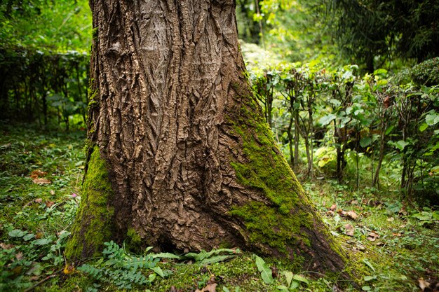 green tree trunk in forest close up