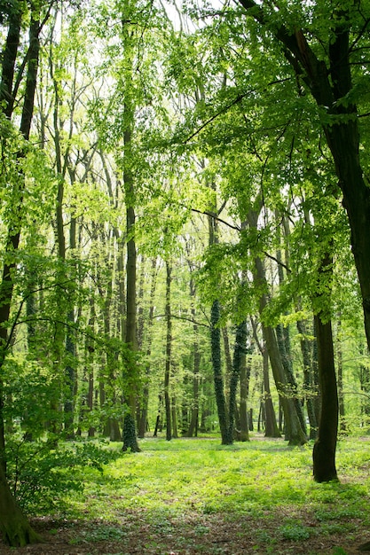 Green Tree Trunks in Spring Park