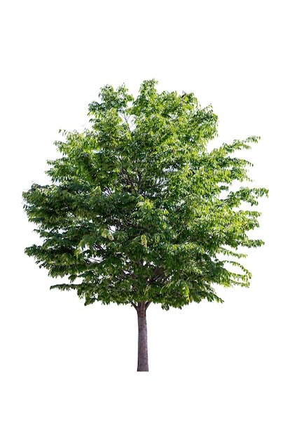 Green Tree on White Background in full depth of field with clipping path.