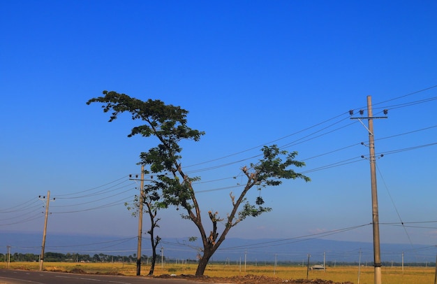 Green tree with blue sky background.Nature of beauty of the country.