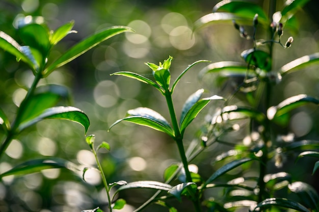 Green tree with bokeh background.