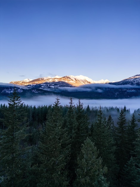 Green Trees in Forest with Fog and Mountains Sunrise Canadian Nature Landscape Background