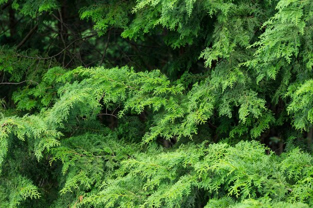 Green trees in a forest