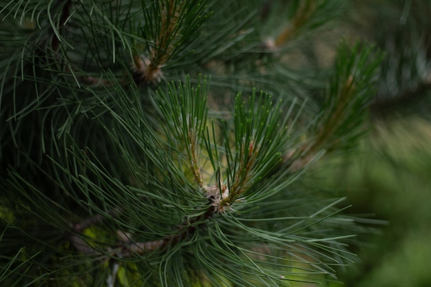 green trees in the forest