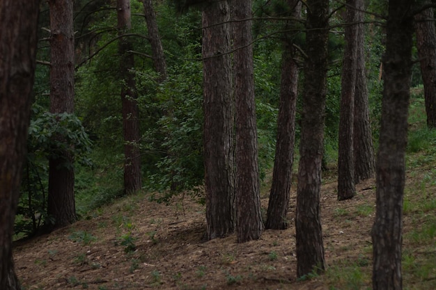 green trees in the forest