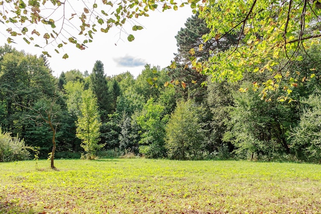 Green trees and grass Large glade in autumn day