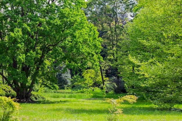 Green trees and green grass in a spring park on a sunny day