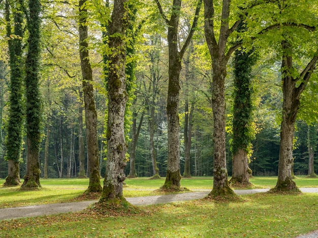 Green trees in Herrenchiemsee palace park