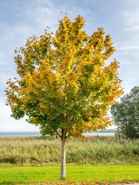 Green trees in Herrenchiemsee palace park