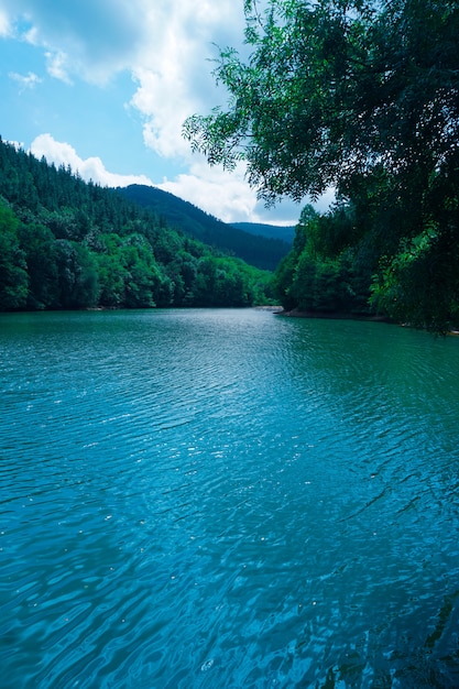 Green trees in the lake in the nature in autumn