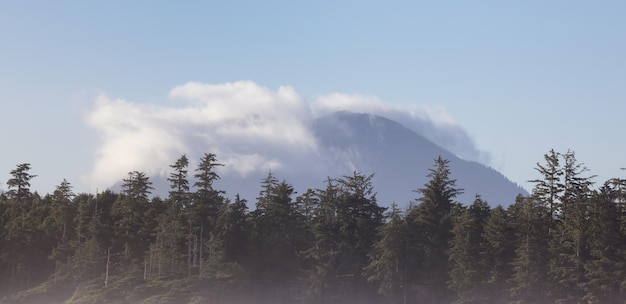 Green Trees and Mountain Landscape on the Pacific Ocean West Coast