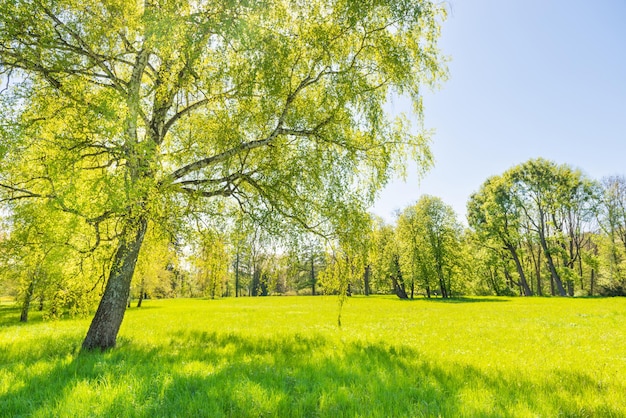 Green trees in park and blue sky