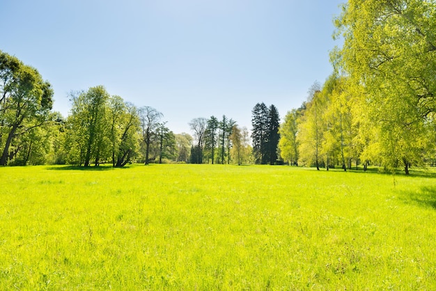 Green trees in park and blue sky