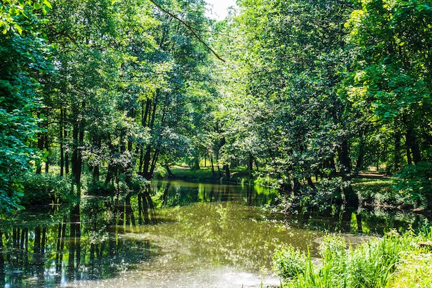 Green Trees, Pond, and Walkway in the Summer City Park.