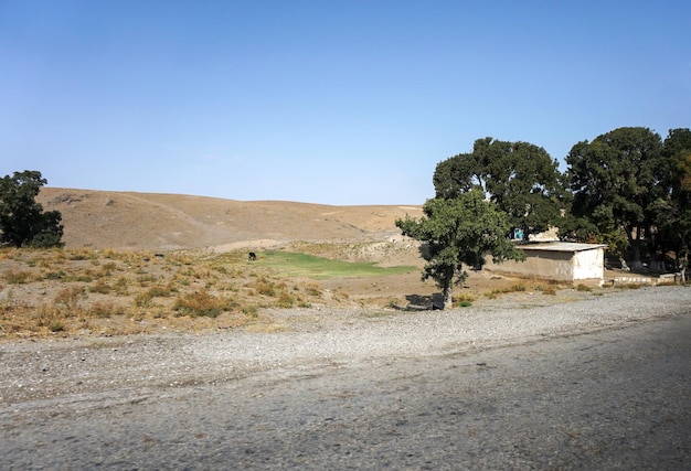 Green trees in the steppe area