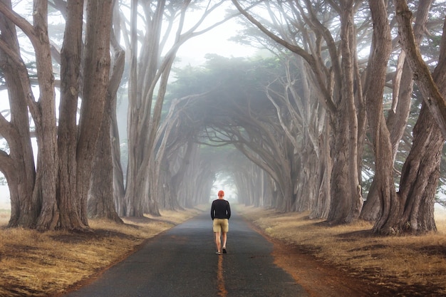 Green trees tunnel.