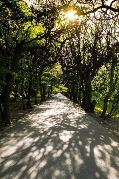 Green trees in two sides of walkway in the park on sunny day in autumn spring summer season park