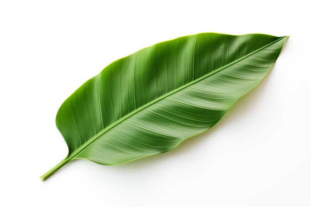 a green tropical banana palm leaf isolated on clear white background