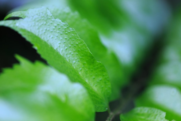 Green tropical leaf Background texture close up of green leaf use space for text or image design