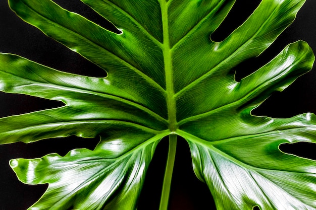 Green tropical leaf closeup on black background