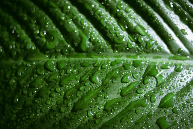 Green tropical leaf with raindrops. Beautiful green background.