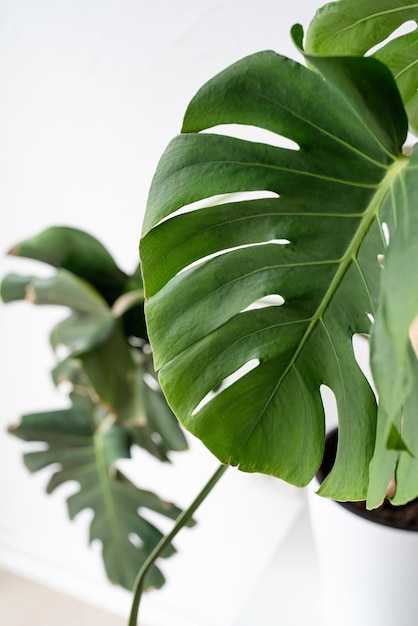 Green tropical monstera plants on toilet table in light and airy interior of room closep