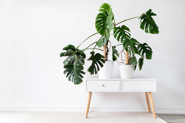 Green tropical monstera plants on toilet table in light and airy interior of room