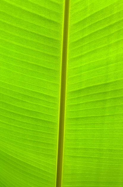 Green tropical palm leaf background. 