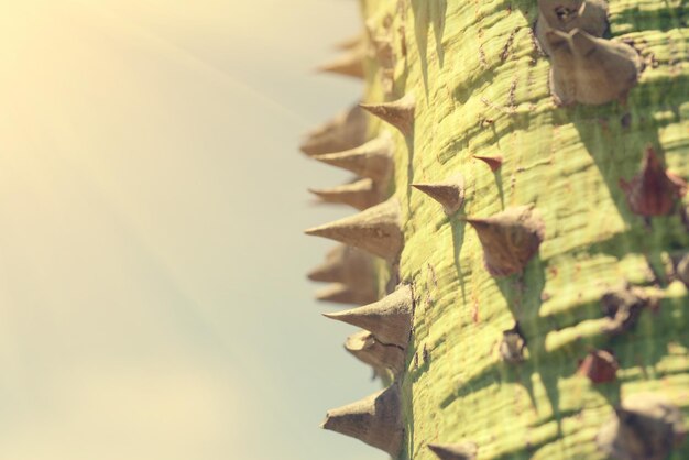 Green trunk with thorns in the sunlight