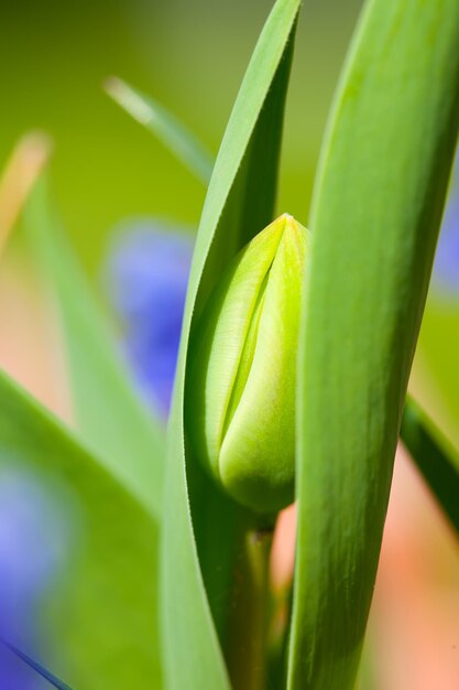 Green tulip bud