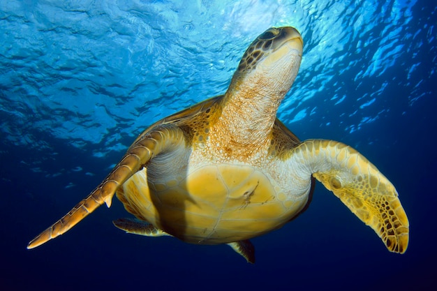 Green turtle under the sun