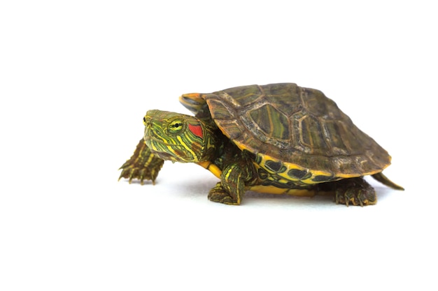 Green Turtle Walking Side View on White 