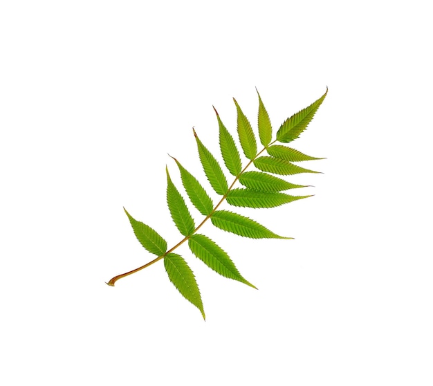 Green twig leaf isolated on white background Cut out foliage branch