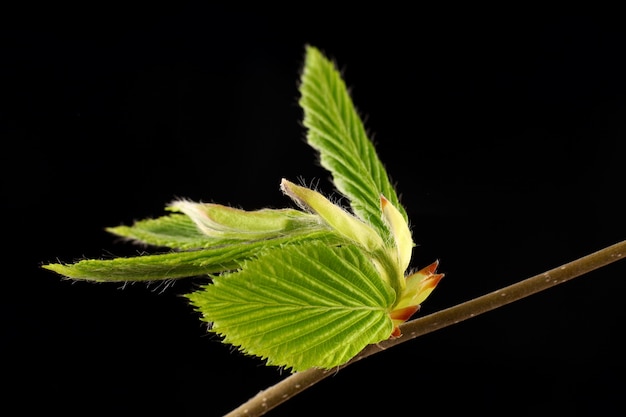 Green twig with leaves in spring black background isolate