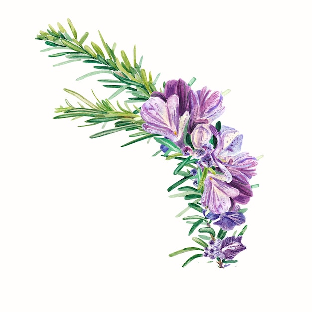 Green twig with purple flowers on a white background Watercolor illustration of rosemary for design