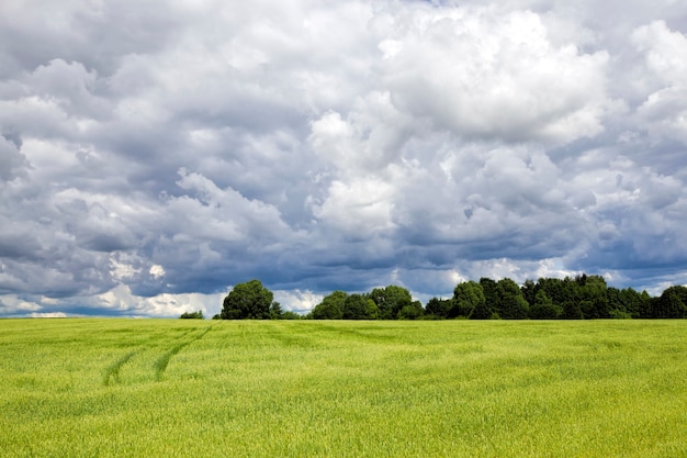 green unripe cereals  wheat