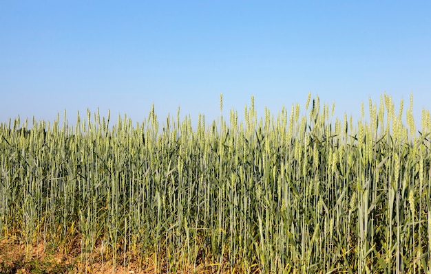 Green unripe ears of wheat in the summer in the agricultural field. Photo taken closeup with a small depth of field. Blue sky in the background