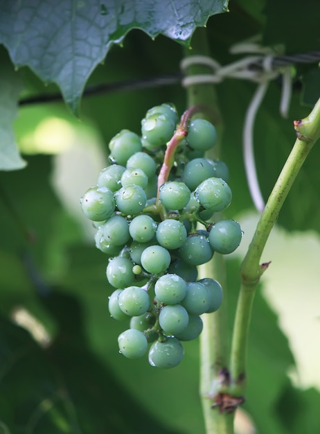 Green unripe grapes in sunlight on a wine in the garden