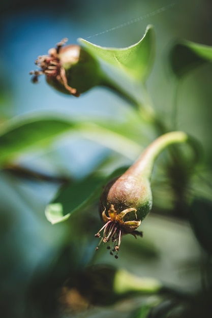 Green unripe pears on a fruit tree