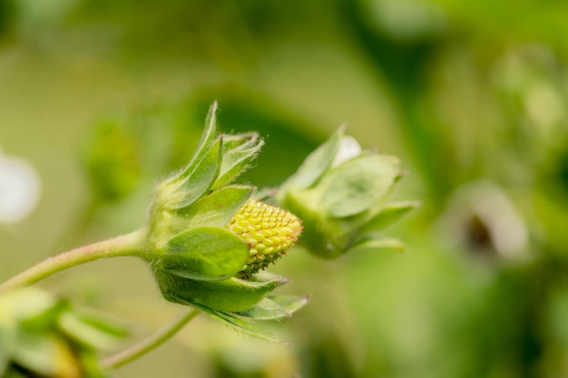 Green unripe strawberry close up Unripe strawberries with flowers and green leaves Green unripe strawberry in the garden Selective focus