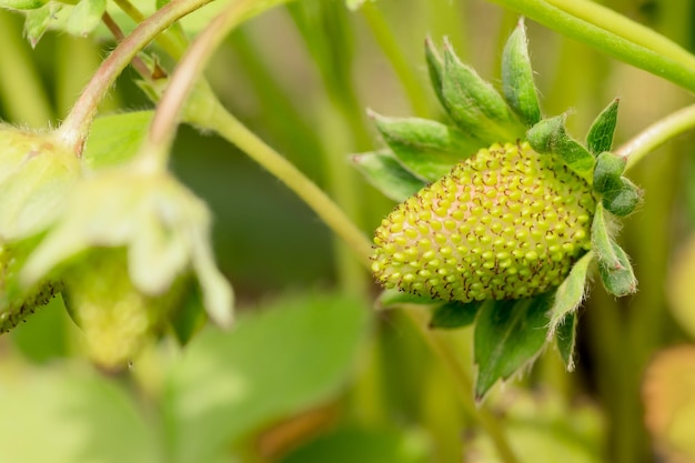 Green unripe strawberry close up Unripe strawberries with flowers and green leaves