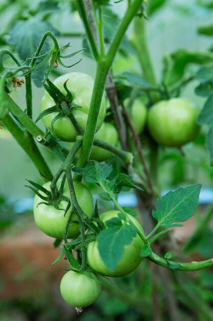 Green unripe tomatoes on a branch. New harvest. Vertical.